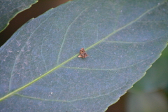 Choreutis emplecta