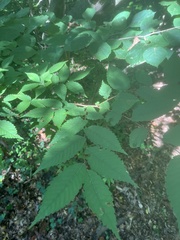 Zelkova serrata