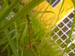 Leptobasis vacillans