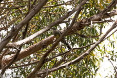 Anthochaera paradoxa