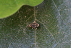 Choreutis emplecta