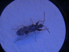 Pseudopamera nitidula