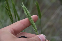 Agropyron fragile