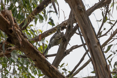 Anthochaera paradoxa