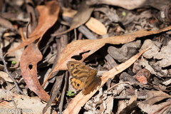 Heteronympha merope