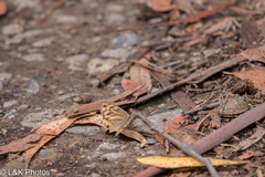 Heteronympha merope