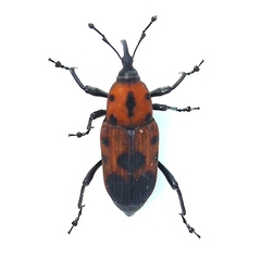Rhodobaenus quinquepunctatus