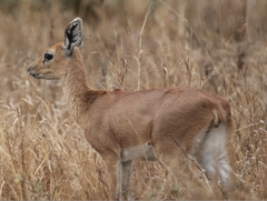 Raphicerus campestris neumanni