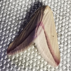 Rhodometra sacraria