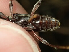 Phoracantha punctata