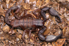 Scorpiops tongtongi