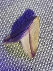 Rhodometra sacraria