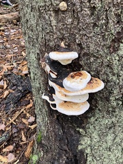 Fomitopsis pinicola