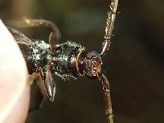 Phoracantha punctata