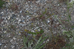 Lepidium perfoliatum