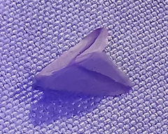 Rhodometra sacraria