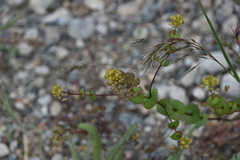 Lepidium perfoliatum