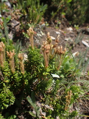Phyllodoce glanduliflora