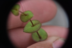 Lepidium perfoliatum