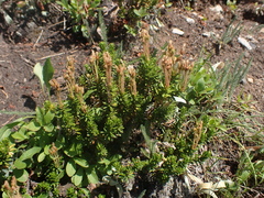 Phyllodoce glanduliflora