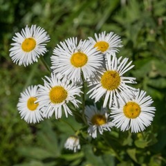 Erigeron coulteri