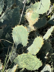 Opuntia robusta