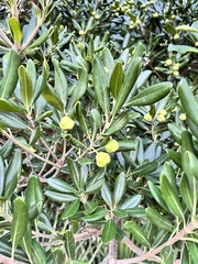 Pittosporum tobira