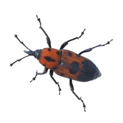 Rhodobaenus quinquepunctatus