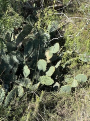 Opuntia robusta