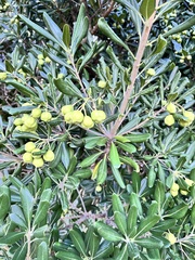 Pittosporum tobira