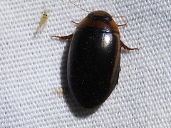 Hydaticus bimarginatus