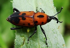 Rhodobaenus quinquepunctatus