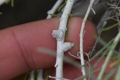 Rhopalomyia chrysothamni