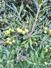 Pittosporum tobira