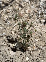 Eriogonum maculatum