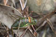 Lluciapomaresius anapaulae