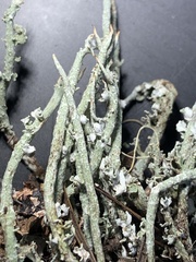 Cladonia ecmocyna