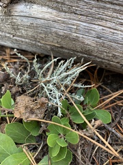 Cladonia ecmocyna