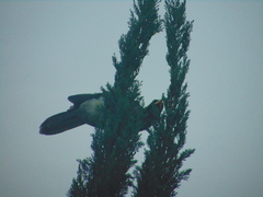 Psilorhinus morio
