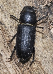 Spondylis buprestoides