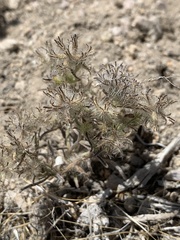 Cryptantha nevadensis