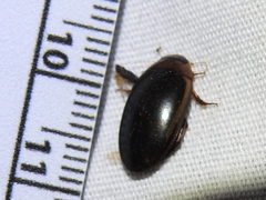 Hydaticus bimarginatus