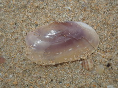Hiatula alba