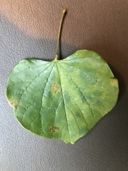 Cercis canadensis