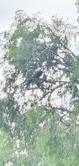 Centropus phasianinus