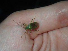 Amblypelta nitida