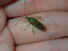 Amblypelta nitida