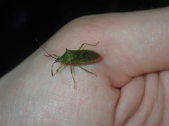 Amblypelta nitida