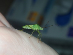 Amblypelta nitida