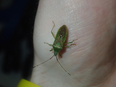 Amblypelta nitida